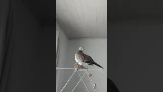 Pet dove Skippy preening himself