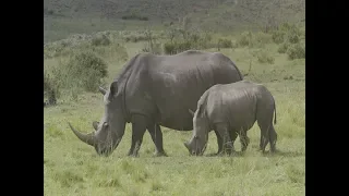 Saving rhinos with data