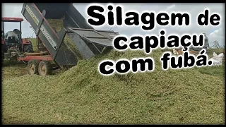 Silagem de Capiaçu, não conseguimos fechar o Silo.