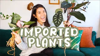 UNBOXING HOUSEPLANTS FROM INDONESIA | Imported Plant Haul + Review from Aroid Asia