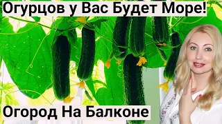 ЖАЛЕЮ, что Раньше ТАК НЕ выращивала ОГУРЦЫ! Теперь Сажаю ТОЛЬКО ТАК, и Всегда Отличный Урожай!