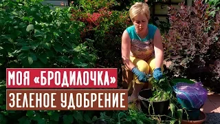 Зеленое удобрение 🌱 Рецепт проверенный временем / Садовый гид