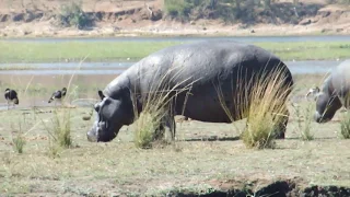 АФРИКА,  3, Ботсвана, национальный парк Чобе