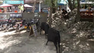 BULL Fight in Ladakh...