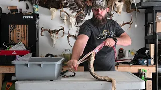 DIY rattlesnake skin and gut