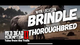 🗣 Red Dead Redemption 2: Brindle Thoroughbred and Location (Female Voice Guide)
