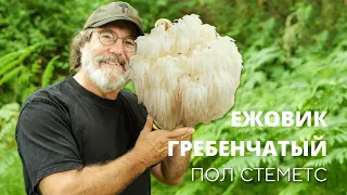 Миколог Пол Стеметс (Paul Stamets) | Ежовик Гребенчатый