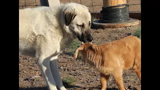 Kiko Kids and Anatolian Shepherds