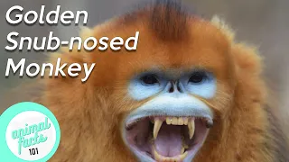 Golden Snub-Nosed Monkey • All You Need To Know