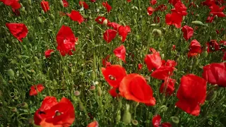 Last Post and Reveille with Poppies Background