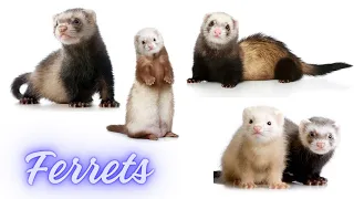 Ferrets as Pets | Ferret information | Ferret diet | Pets lover | @PetsGrove