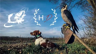 Falconry in Croatia - Hunt with Peregrine Falcon  |  Beizjagd in Kroatien - Jagd mit Wanderfalken