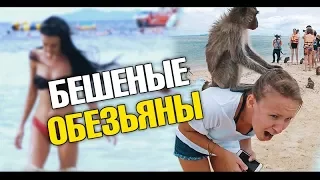 Сумасшедшие обезьяны! Пенная быдло вечеринка. Экскурсии в Паттайе "Мадагаскар". Остров Ко Сак.