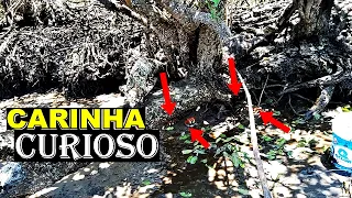 PESCARIA DE ARATU COM VARINHA NO MANGUE