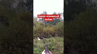 Напал огромный кабан