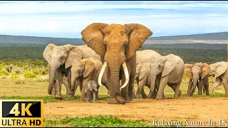 Wildlife 4K: BIGGEST ANIMALS IN THE AFRICAN - Scenic Wildlife Film With African Music
