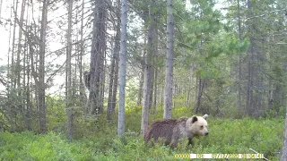 Медведи. Кандалакшский заповедник