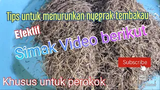 CARA MENURUNKAN NYEGRAK PADA TEMBAKAU AGAR HALUS DAN PULEN