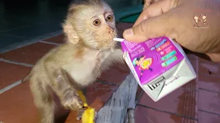 Today's the best video 🐒 (Oh..! Baby monkey Zuri drink milk very yummy for dinner, Luna & Romel ) 🦦🌷