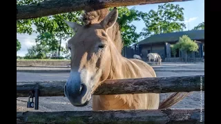 Зоопарк в Праге - видео-обзор пражского зоопарка