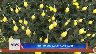 GIÁ HOA CÚC ĐÀ LẠT TĂNG MẠNH  | VTV5