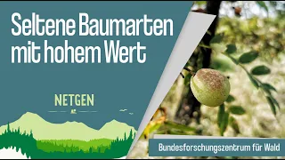 Seltene Baumarten mit hohem Wert!