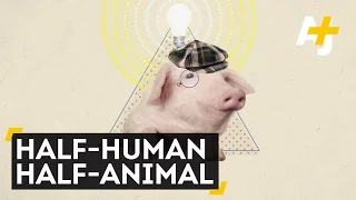 Is It Ethical To Grow Human Organs In Animals?