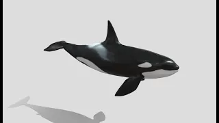 killer-whale