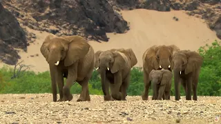 How Elephants Survive in the World's Most Hostile Desert (Namibia's Desert) Wildlife documentary