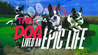 MILEY’S AMAZING LIFE | A tribute to a very special Boston Terrier