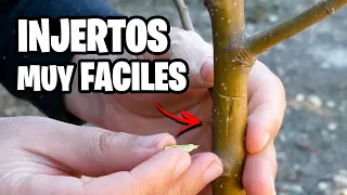 Estos 6 INJERTOS hacen MAGIA en tus plantas | La Huerta de Ivan