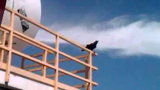 Crow makes weird sound