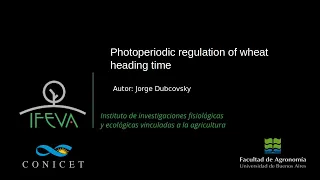 Photoperiodic regulation of wheat heading time