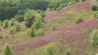 Ліси та луки - надія цього сезону.