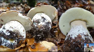 # 8 unreleased video of the series "The wonderful porcini mushrooms of the park of a hundred lakes"