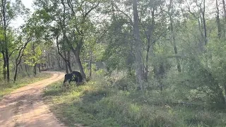 Bison attacking a Tigress - Part1