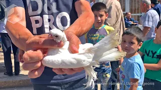 Ярмарка голубей г. Ташкент (15.05.2022) / Uzbek Pigeons / Usbekische tauben