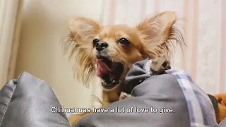 Top 10 Reasons to Love Chihuahuas 2023 UPDATED!