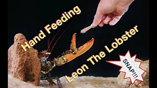 Hand Feeding Leon the Lobster  Ohhhhh SNAP!!!