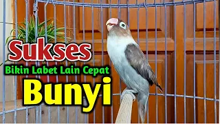 SUARA BURUNG LOVEBIRD NGEKEK PANJANG, PANCINGAN LOVEBIRD AMPUH SUKSES BIKIN LABET LAIN CEPAT Bunyi