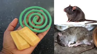 HOW TO GET RID OF RATS | JUST 10 MINUTES | PERMANENTLY | SIMPLE TRICK | Mr. Maker