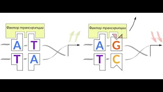 Часть 1. Аллель-специфичное связывание факторов транскрипции. И. Кулаковский. 26.02.2021