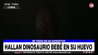 Hallan dinosaurio bebé en su huevo