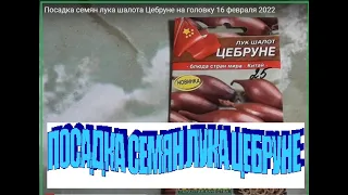 Посадка семян лука шалота Цебруне на головку 16 февраля 2022 @Vse_srazu-Natalochka_Makhaneva