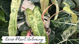 Rare Plant Unboxing | Sam's Greenhouse | Plant Collector Melbourne