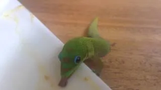 Hawaiian Gecko Eating Dessert