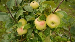 Сады Севера. Многосортовые яблони и груши 2016г