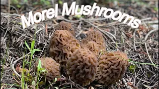 Tips For Foraging Morel Mushrooms Oregon, Washington, and California