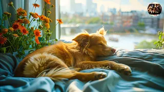 All Day Listening Piano Chill With Me 🐶 Relaxing Music Helps Relax The Mind When Working At Night