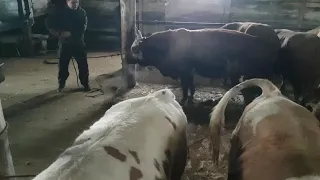 Как мы выводим быков на забой